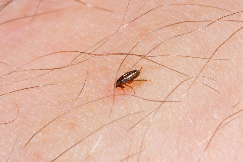 Flea Pest Control in Hertfordshire United Kingdom