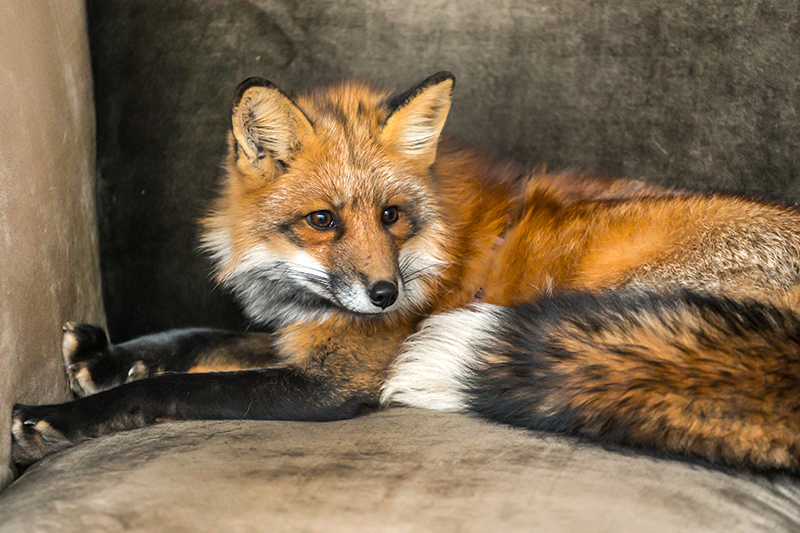 Fox Pest Control in Hertfordshire United Kingdom