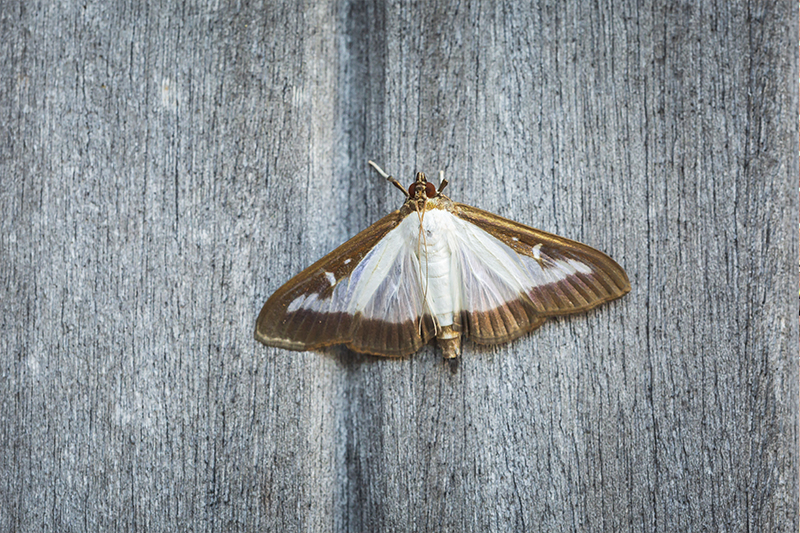 Moth Pest Control in Hertfordshire United Kingdom